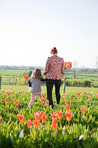 FARRINGTONS_FARM__SOMERSET_MOTHER_AND_DAUGHTER_PICKING_BUNCHES_OF_TULIPA_ORANGE_EMPEROR