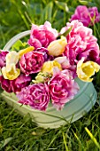 FARRINGTONS FARM  SOMERSET: A TRUG FULL OF MIXED YELLOW TULIPS AND PINK PEONY TULIPS