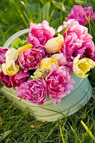 FARRINGTONS_FARM__SOMERSET_A_TRUG_FULL_OF_MIXED_YELLOW_TULIPS_AND_PINK_PEONY_TULIPS