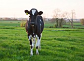 FARRINGTONS FARM  SOMERSET: THE FARRINGTON FARM DAIRY HERD; FRIESIAN COW