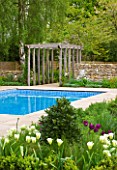 ARALIA GARDEN DESIGN - PATRICIA FOX: WEDNESDAY HOUSE: SPRING GREEN TULIPS IN BED BESIDE SWIMMING POOL WITH WOODEN PERGOLA BEHIND