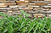 ARALIA GARDEN DESIGN - PATRICIA FOX: WEDNESDAY HOUSE: DETAIL OF STACHYS GROWING BESIDE A STONE WALL