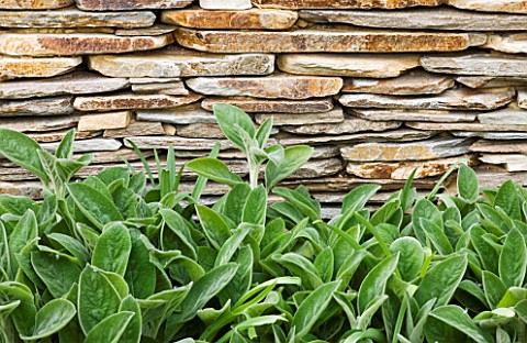 ARALIA_GARDEN_DESIGN__PATRICIA_FOX_WEDNESDAY_HOUSE_DETAIL_OF_STACHYS_GROWING_BESIDE_A_STONE_WALL