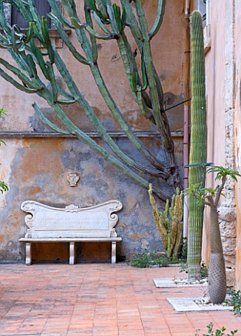 SICILY__ITALY_LA_CASE_BIVIERE_NEAR_LENTINI__EUPHORBIA_CAMARIENSIS_AGAINST_WALL_WITH_SEAT