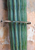 SICILY  ITALY: LA CASE BIVIERE NEAR LENTINI - CACTUS HELD TO WALL BY METAL RING