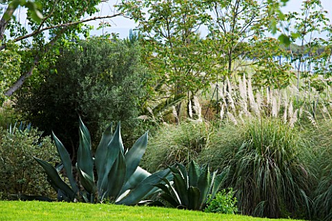 SICILY__ITALY_LA_CASE_BIVIERE_NEAR_LENTINI__AGAVE_FEROX__AND_PAMPAS_GRASS_BESIDE_THE_LAWN