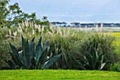 SICILY  ITALY: LA CASE BIVIERE NEAR LENTINI - AGAVE FEROX  AND PAMPAS GRASS IN FOREGROUND WITH A LINE OF PINUS PINEA IN DISTANCE