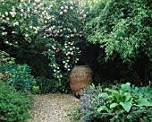SHADY BORDER: PYRANEAN OLIVE OIL JAR SURROUNDED BY ROSA CECILE BRUNNER AND ARUNDINARIA MURIELAE. TURN END  BUCKS