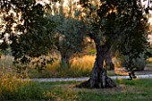 SICILY  ITALY: SAN GIULIANO ESTATE: OLIVE TREES AT SUNSET IN THE GARDEN