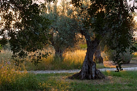 SICILY__ITALY_SAN_GIULIANO_ESTATE_OLIVE_TREES_AT_SUNSET_IN_THE_GARDEN