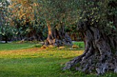SICILY  ITALY: SAN GIULIANO ESTATE: OLIVE TREES AT SUNSET IN THE GARDEN