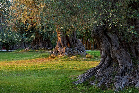 SICILY__ITALY_SAN_GIULIANO_ESTATE_OLIVE_TREES_AT_SUNSET_IN_THE_GARDEN