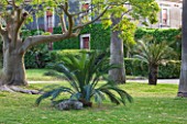 SICILY  ITALY: SAN GIULIANO ESTATE: PLANTINGS OF MACROZAMIA MOOREI IN THE BROAD GRASSED LAWN IN FRONT OF THE VILLA