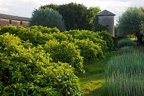 SICILY__ITALY_SAN_GIULIANO_ESTATE_THE_SCENTED_GARDEN__MOUNDS_OF_LAVENDER_AND_LAVANDIN_CITRUS_TREES_W