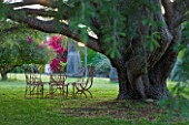 SICILY  ITALY: SAN GIULIANO ESTATE: SEATING ON THE UPPER LAWN BENEATH THE SHADE OF A CEDAR ( CEDRUS ) TREE