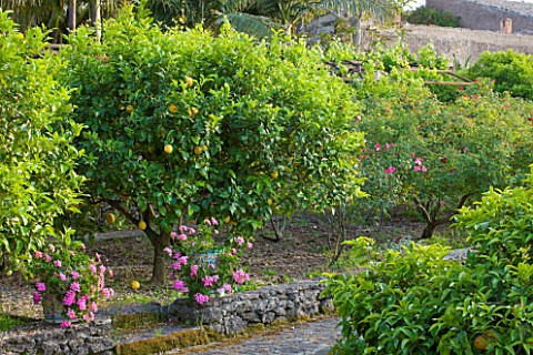 SICILY__ITALY_SAN_GIULIANO_ESTATE_THE_MEDITERRANEAN_GARDEN__CITRUS_FRUITS_AND_FLOWERS_ROSA_CHINENSIS