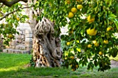 SICILY  ITALY: SAN GIULIANO ESTATE: ANCIENT OLIVES AND MATURING CITRUS FRUIT TREES IN THE ARABIC GARDEN