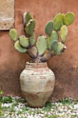 SICILY  ITALY: SAN GIULIANO ESTATE: TERRACOTTA CONTAINER WITH OPUNTIA FICUS-INDICA, PRICKLY PEAR CACTUS