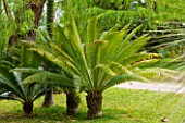 SICILY  ITALY: SAN GIULIANO ESTATE: DIOON SPINULOSUM, GUM PALM ON THE UPPER LAWN