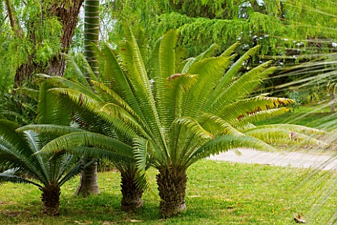 SICILY__ITALY_SAN_GIULIANO_ESTATE_DIOON_SPINULOSUM_GUM_PALM_ON_THE_UPPER_LAWN
