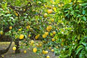SICILY  ITALY: SAN GIULIANO ESTATE: CITRUS LIMON (LEMON TREES) LADEN WITH FRAGRANT FRUITS