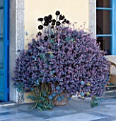SICILY, ITALY: CASA CUSENI IN TAORMINA: PATIO, TERRACE WITH CONTAINER FILLED WITH AEONIUMS
