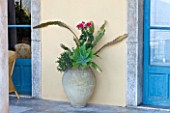SICILY, ITALY: CASA CUSENI IN TAORMINA: SUCCULENTS IN A TERRACOTTA CONTAINER. CONTAINERS, JAR, GREEN, PLANTS. TERRACE, BLUE, DOOR