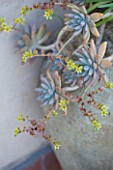SICILY  ITALY: CASA CUSENI IN TAORMINA - FADED TERRACOTTA CONTAINER ON TERRACOTTA PATIO PLANTED WITH ECHEVERIA - SUCCULENTS  MEDITERRANEAN  PLANT PORTRAIT  CLOSE UP