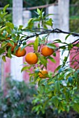 SICILY  ITALY: CASA CUSENI IN TAORMINA - UPPER TERRACE WITH ORANGE TREES - CITRUS  MEDITERRANEAN  FRUIT