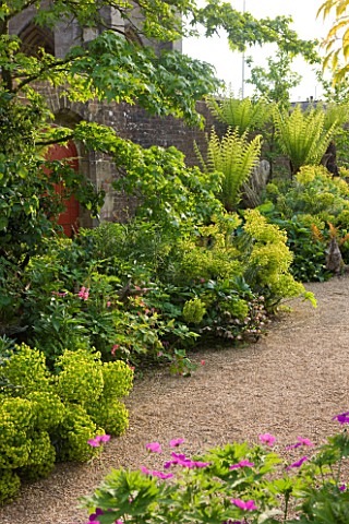 ARUNDEL_CASTLE_GARDENS_WEST_SUSSEX_THE_WALLED_GARDENS_THE_STUMPERY__EUPHORBIAS_ALONG_THE_WALL