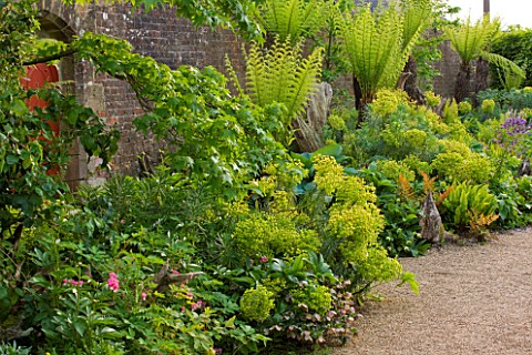 ARUNDEL_CASTLE_GARDENS_WEST_SUSSEX_THE_WALLED_GARDENS_THE_STUMPERY__EUPHORBIAS_ALONG_THE_WALL