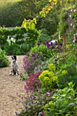 ROCKCLIFFE HOUSE  GLOUCESTERSHIRE: THE WALLED VEGETABLE/ KITCHEN GARDEN WITH DOG AND BORDER OF IRISES  EUPHORBIAS AND ERYSIMUM