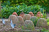 ROCKCLIFFE HOUSE, GLOUCESTERSHIRE: VEGETABLE GARDEN / KITCHEN GARDEN - WOVEN BASKETWARE SEEDLING PROTECTOR - CLOCHES - ORNAMENT, PROPOGATING, PROTECTING