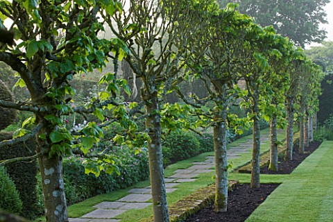 ROCKCLIFFE_HOUSE_GLOUCESTERSHIRE_LAWN_WITH_ROW_OF_CLIPPED_TOPIARY_STILT_HEDGING__HEDGE_GREEN_FOG_MIS