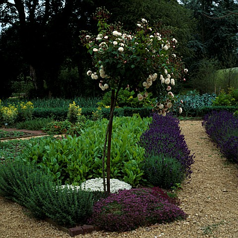 STANDARD_ROSE_WITH_HYSSOP__THYME__SORREL_AND_LAVANDULA_HIDCOTE_IN_THE_POTAGER_AT_LE_MANOIR_AUX_QUAT_