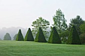 ROCKCLIFFE HOUSE, GLOUCESTERSHIRE: VIEW ACROSS LAWN PAST OBELISKS OF CLIPPED TOPIARY BEECH - GREEN, MIST, FOG, SUMMER, COUNTRY GARDEN, ROMANTIC