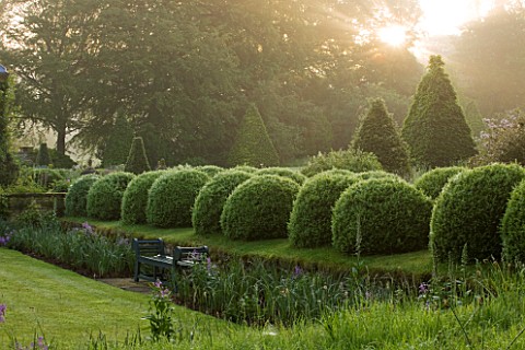 ROCKCLIFFE_HOUSE_GLOUCESTERSHIRE_ROW_OF_CLIPPED_TOPIARY_BALLS_AT_DAWN___GREEN_SUMMER_MIST_FOG_ROMANT