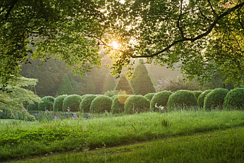 ROCKCLIFFE_HOUSE_GLOUCESTERSHIRE_ROW_OF_CLIPPED_TOPIARY_BALLS_AT_DAWN___GREEN_SUMMER_MIST_FOG_ROMANT