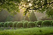 ROCKCLIFFE HOUSE, GLOUCESTERSHIRE: ROW OF CLIPPED TOPIARY BALLS AT DAWN  - GREEN, SUMMER, MIST, FOG, ROMANTIC, COUNTRY GARDEN, BACKLIGHT, BACKLIT, BACKLIGHTING