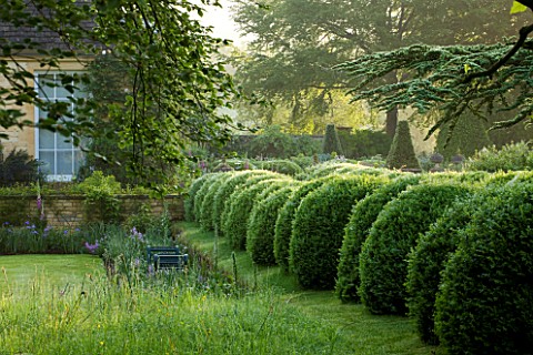 ROCKCLIFFE_HOUSE_GLOUCESTERSHIRE_THE_HOUSE_AND_ROW_OF_CLIPPED_TOPIARY_BALLS_AND_CEDAR_OF_LEBANON_TRE