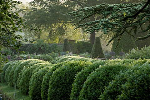 ROCKCLIFFE_HOUSE_GLOUCESTERSHIRE_ROW_OF_CLIPPED_TOPIARY_BALLS_AND_CEDAR_OF_LEBANON_TREE__GREEN_COUNT