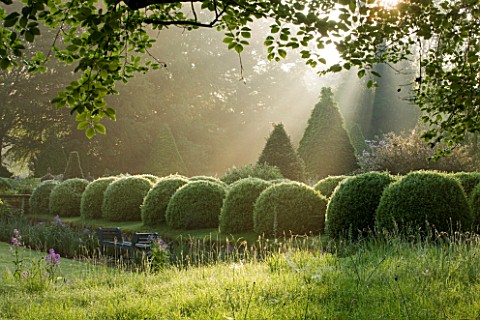 ROCKCLIFFE_HOUSE_GLOUCESTERSHIRE_ROW_OF_CLIPPED_TOPIARY_BALLS_AND_CEDAR_OF_LEBANON_TREE__GREEN_COUNT