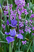 ROCKCLIFFE HOUSE, GLOUCESTERSHIRE: CLOSE UP PLANT PORTRAIT OF IRIS SIEBOLDII SILVER EDGE - BLUE, FLOWER, SUMMER, BULB