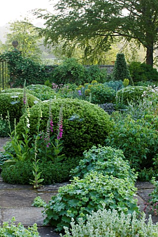 ROCKCLIFFE_HOUSE_GLOUCESTERSHIRE_TERRACE_WITH_CLIPPED_TOPIARY_BALLS_ALCHEMILLA_MOLLIS_AND_FOXGLOVES_