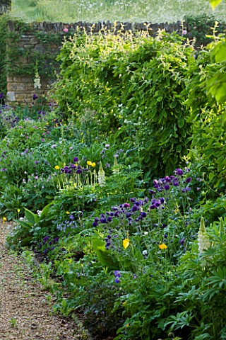 ROCKCLIFFE_HOUSE_GLOUCESTERSHIRE_BORDER_IN_BLUE_AND_YELLOW__AQUILEGIAS_WHITE_LUPINS__COUNTRY_GARDEN_
