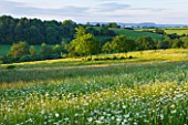 BROCKHAMPTON COTTAGE, HEREFORDSHIRE: WILDFLOWER MEADOW WITH VIEW OF COUNTRYSIDE - OXE EYE DAISIES - LEUCANTHEMUM VULGARE - FIELD, WILD FLOWERS, COUNTRY, COUNTRYSIDE, SUMMER, JUNE