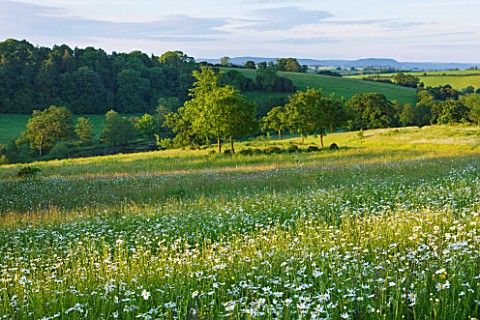BROCKHAMPTON_COTTAGE_HEREFORDSHIRE_WILDFLOWER_MEADOW_WITH_VIEW_OF_COUNTRYSIDE__OXE_EYE_DAISIES__LEUC