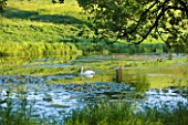 BROCKHAMPTON COTTAGE, HEREFORDSHIRE: SWAN ON THE LAKE / POND IN SUMMER, JUNE, WILDLIFE, BIRD