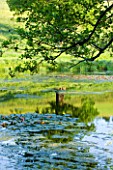 BROCKHAMPTON COTTAGE, HEREFORDSHIRE:  LAKE IN SUMMER WITH WATERLILIES, WATER LILIES, LAKE, POND, WATER, JUNE
