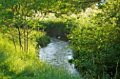 BROCKHAMPTON COTTAGE, HEREFORDSHIRE: THE STREAM IN SUMMER - GREEN, COUNTRY, GARDEN, JUNE, WATER